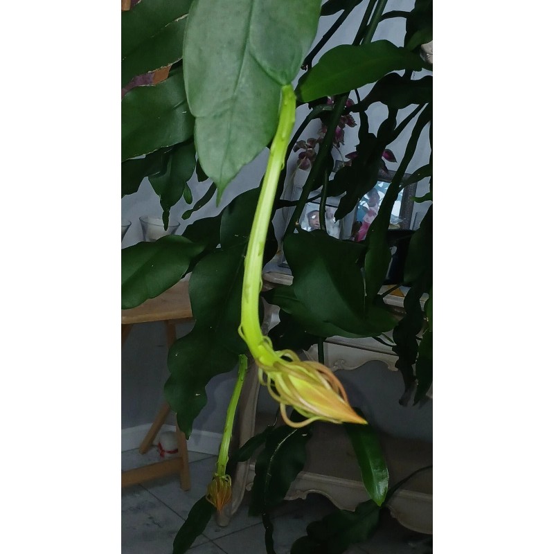 exotic 4 CLIPPINGS-Epiphyllum oxipetalum 'Queen of the Night' - 8"