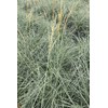 Chinese Silvergrass, Adagio Miscanthus, Dwarf Maiden Grass (Landscape, Green, Silver,