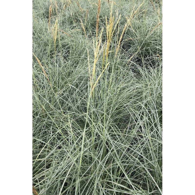 Chinese Silvergrass, Adagio Miscanthus, Dwarf Maiden Grass (Landscape, Green, Silver,