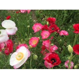 TomorrowSeeds - Double Mix Shirley Poppy Seeds - 1000+ Count Packet - for 2024 Pink White Red English Field Poppies Double Petalled USA Garden