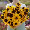 Black Eyed Susan Seeds - Gloriosa Daisy Mix - 1/4