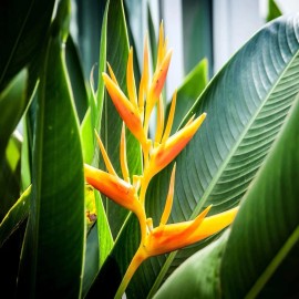 Seed Head Mayan Gold Heliconia Seeds (H. champneana) Rare Lobster Claw Parrot Beak Flowers - 5 SEEDS