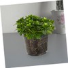 CAXUSD 6pcs Transparent Orchid Pots with Drainage Holes Clear Nursery