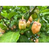 Cotton Candy Bubblegum BBG7 7 Pot Pepper Premium Seeds for Planting Packet