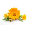 Calendula Oil. Calendula Officinalis. 100ml