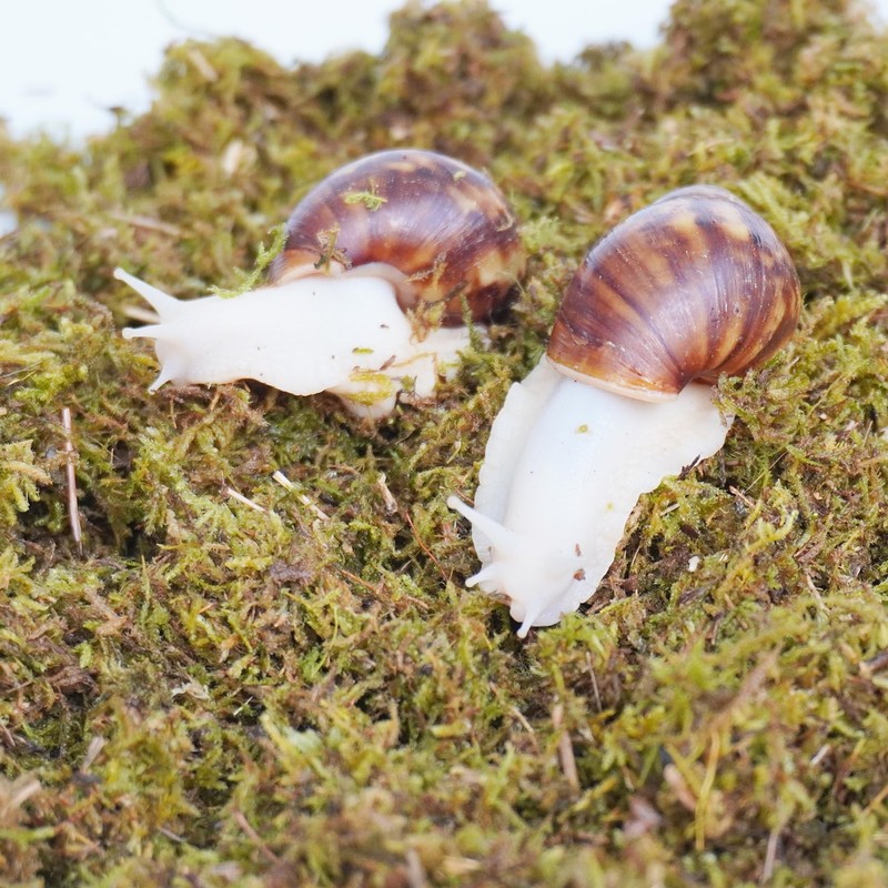 Jinymral 5oz Pet Snail Substrate, Ideal Terrarium Habitat Supplies