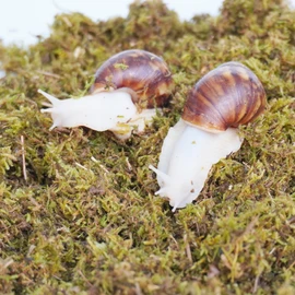 Jinymral 5oz Pet Snail Substrate, Ideal Terrarium Habitat Supplies