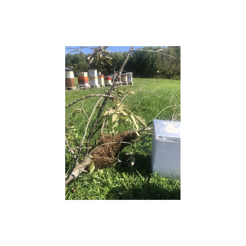 Bearded Bee Bow String Wax, 1 Oz And 15 Gram,