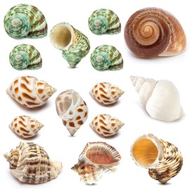 15PCS Hermit Crab Shells Include Small & Medium and Large (6 Types) Natural Seashells, for Hermit Crab Supplies and Replacement Sea Shells