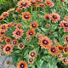 NYGardenia 500 Black Eyed Susan Seeds – Rustic Orange & Yellow Rudbeckia Autumn Garden Flower, Heirloom, Non-GMO