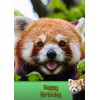 Red Panda Birthday Card
