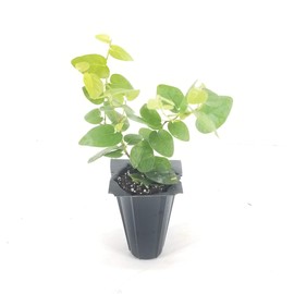 Creeping Fig Vine - Ficus Pumila - 30 Live Fully Rooted Plants - Climbing Ivy