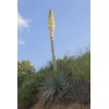 Backyard (500) Chaparral Yucca Seeds (Hesperoyucca whipplei)(Our Lord's Candle)