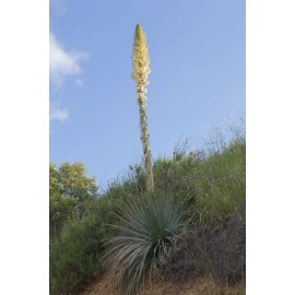 Backyard (500) Chaparral Yucca Seeds (Hesperoyucca whipplei)(Our Lord's Candle)