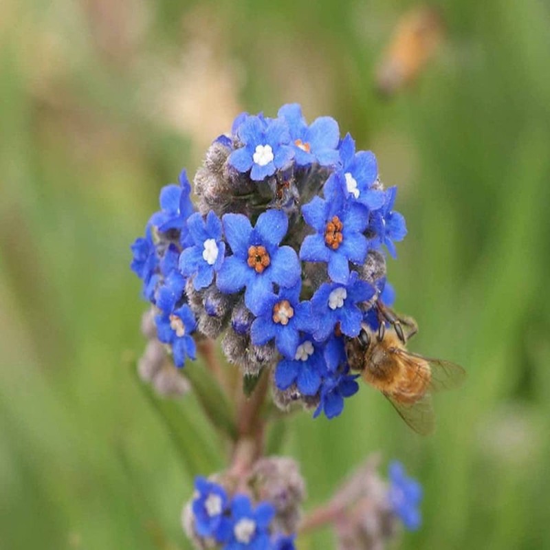 500 Blue Italian Alkanet Anchusa Capensis Flower Seeds Cape Forget-Me-Not