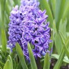 10 Blue Jacket Hyacinth Bulbs