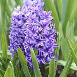 10 Blue Jacket Hyacinth Bulbs