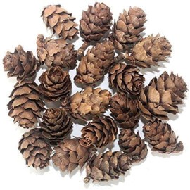POFET Natural Pine Cones Pineal Gland Aquarium Terrariums Miniature Garden Fairy Gardens Dollhouse Decoration 1-3 cm 50 Pieces