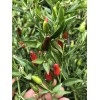 Chili Hot Peppers birds eye/ Siling Labuyo Chili hot Peppers