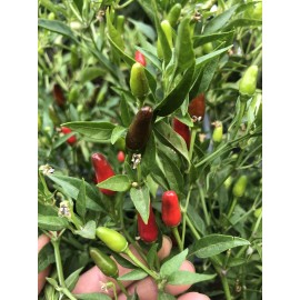 Chili Hot Peppers birds eye/ Siling Labuyo Chili hot Peppers Organic US  Home Grown Real Seed