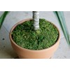SuperMoss (26315) Moss Soil Toppers (Place Mats), Fresh Green, 12"
