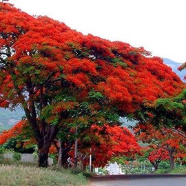 Palm Beach Medicinal Herbs - Royal Poinciana Tree (Delonix regia) - Packet of 3 Seeds