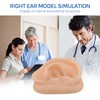 SimCoach Modelo de oreja de acupuntura, réplica de oreja artificial