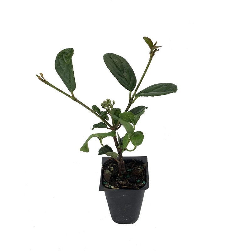 Viburnum Suspensum | 10 Live Plants | Viburnum Suspensum |