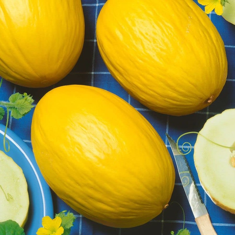 Park SeedJuane Canary Heirloom Melon Seeds, Pack of 25 Seeds