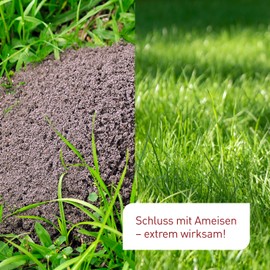 Plantura SF Nematodes Against Ants - 100% Organic & Highly Effective, Easy to Use, Beneficial Insects from Germany, 100 Million for up to 100 Nests/Approx. 20 m Wall