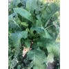 Unbranded HORSERADISH CROWNS (Common), ORGANIC: 50 ea. for planting. PLANT