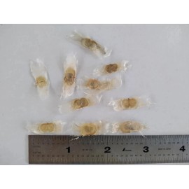 las marias 20x Pink Guayacan/Pink Trumpet tree/Handranth