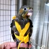 Parrot Flying Harness Leash Suit Pet Bird Outdoor Flight Training