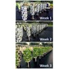 Mr. Stacky New (20) Individual Stacking Hydroponic 13" Pots -