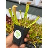 Sarracenia 'Bug Bat' - Red‑Hooded Carnivorous Pitcher Plant- Sarracenia Hybrid -