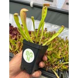 Sarracenia 'Bug Bat' - Red‑Hooded Carnivorous Pitcher Plant- Sarracenia Hybrid - Live Plant