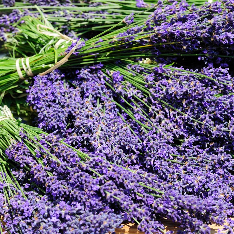 Outsidepride Lavender Hidcote - 1000 Seeds
