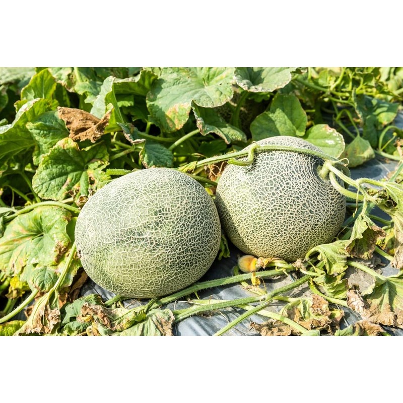 Imperial 45 Cantaloupe Seeds, 50+ Heirloom Seeds Per Packet, (Isla's