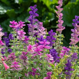 Eden Brothers Clary Sage Seeds - Tricolor Mix
