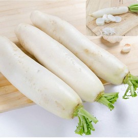 Long White Radish Seeds Non GMO Heiroom Vegetable for Planting (500+)