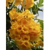 Unbranded 100 SEMILLAS DE TRONADORA DIABETINA ESPERANZA TECOMA STANS YELLOW
