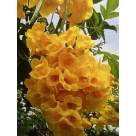 Unbranded 100 SEMILLAS DE TRONADORA DIABETINA ESPERANZA TECOMA STANS YELLOW ELDER