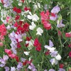 Sweet Pea Flower Garden Seeds - Everlasting - 1 Gram