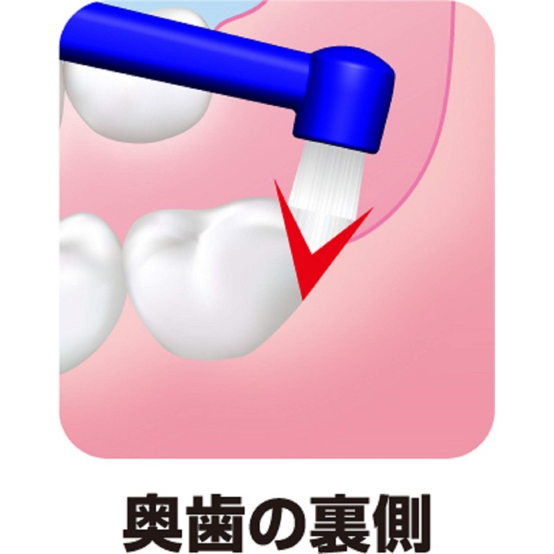 Shrimp Premium Care Point Brush, Set of 2, Free