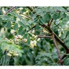 모링가잎 100g 모링가 효능 모링가차 Moringa Leaves 100g Moringa Benefits