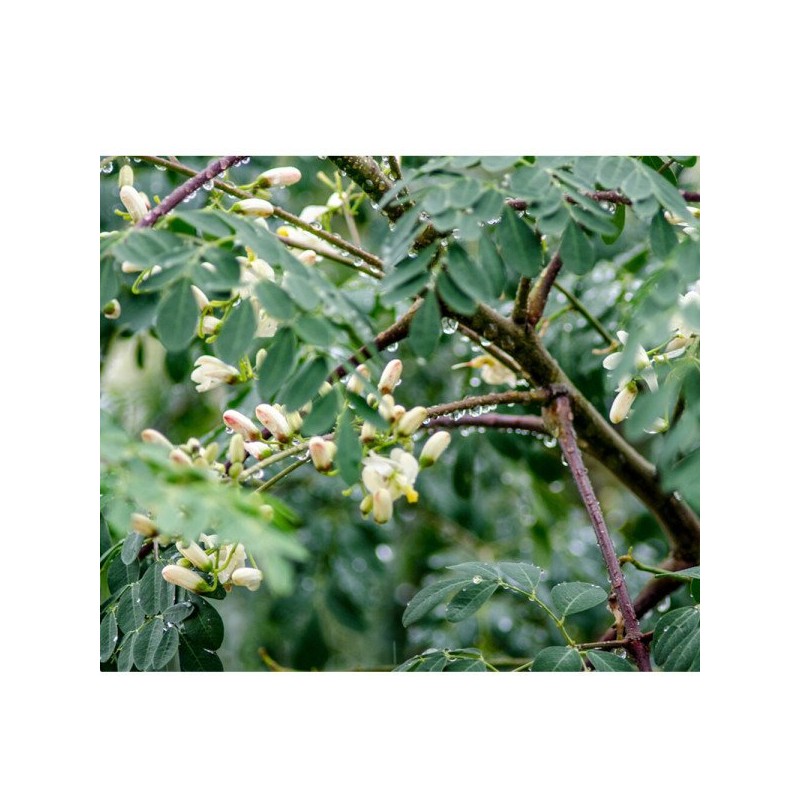 모링가잎 100g 모링가 효능 모링가차 Moringa Leaves 100g Moringa Benefits
