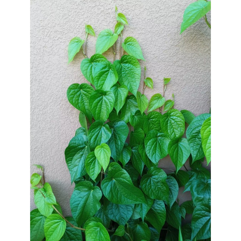 Unbranded 40 Fresh Organic Betel Leaves Leaf (Paan Patha, Pann,