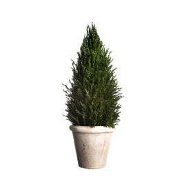 LeafLuxe Mini Natural Pine Christmas Tree with Ceramic Planter - 10 Inch Tabletop Miniature Tree for Festive Home Decor