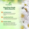 Outsidepride White Moss Rose Seeds - 5000 Pcs Annual, Drought
