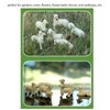 6Pcs Miniature Sheep Figurine Durable Resin Hand Painted UV Protection